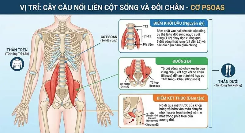 Minh họa cấu trúc cơ đáy chậu kết nối với cột sống thắt lưng trong giải phẫu nữ giới