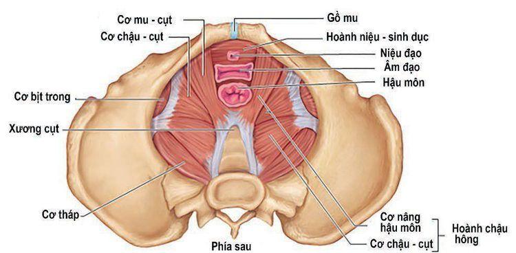 Minh họa cấu trúc cơ sàn chậu phụ nữ và vị trí cần tập luyện để cải thiện són tiểu