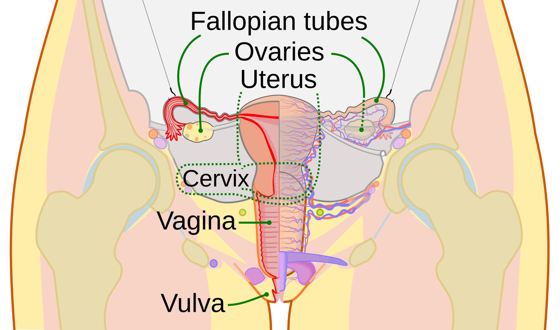 Cấu trúc Giải phẫu và Chức năng Sinh lý của Âm đạo (Vagina)